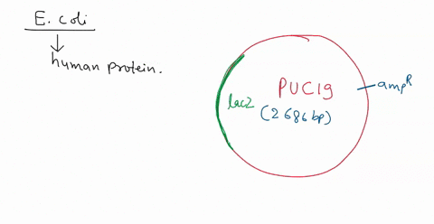 discuss-how-you-can-genetically-engineer-an-ecoli-cell-to-produce-a-human-protein-be-sure-to-include-in-your-answer-the-use-of-restriction-enzymes-ligase-puc19-x-gal-selective-media-and-a-me-19349