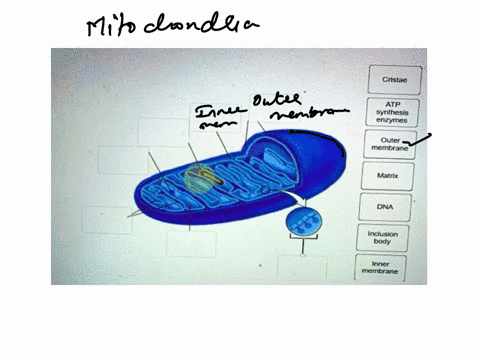label-the-anatomy-of-the-mitochondrion-cristae-atp-synthesis-enzymes-ouler-membrane-matrix-dna-incluslon-body-inner-membrane-84883