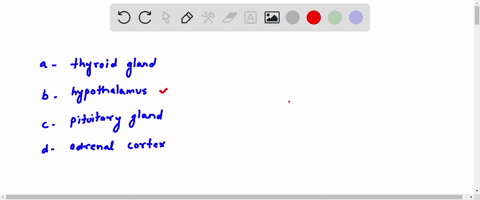 which-of-the-following-controls-the-activity-of-all-the-others-a-thyroid-gland-b-hypothalamus-c-pitu-07855