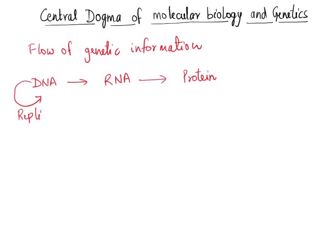 solved-1-dna-and-protein-what-is-meant-by-the-central-dogma-of