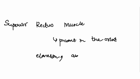 muscles-of-the-eye-use-the-annotation-tools-to-circle-the-four-rectus-muscles-using-one-color-and-05-pes-the-two-oblique-muscles-with-another-color-4-rectus-muscles-trochlea-suporior-superio-18228