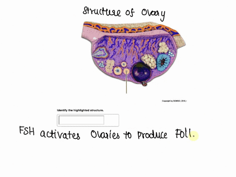 copyright-by-somso2010wwwom0m-identify-the-highlighted-structure-03858