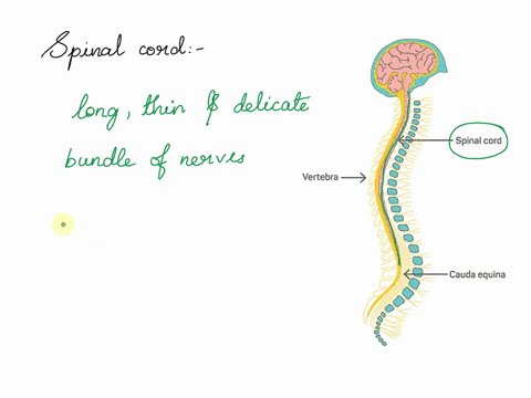 what-is-spinal-cord-and-how-it-is-protected-in-the-human-body-54548