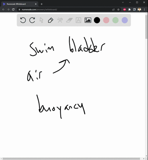 1-describe-the-function-of-the-swim-bladder-in-fish-and-name-the-homologous-structure-found-in-other-vertebrates-hint-think-of-another-gas-filled-organ-2-identify-the-respiratory-surface-sur-43955