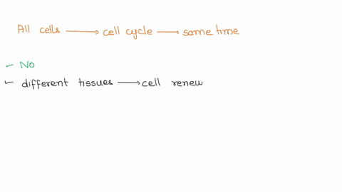 do-all-cells-go-through-the-different-phases-of-the-cell-cycle-at-the-same-time-why-19963
