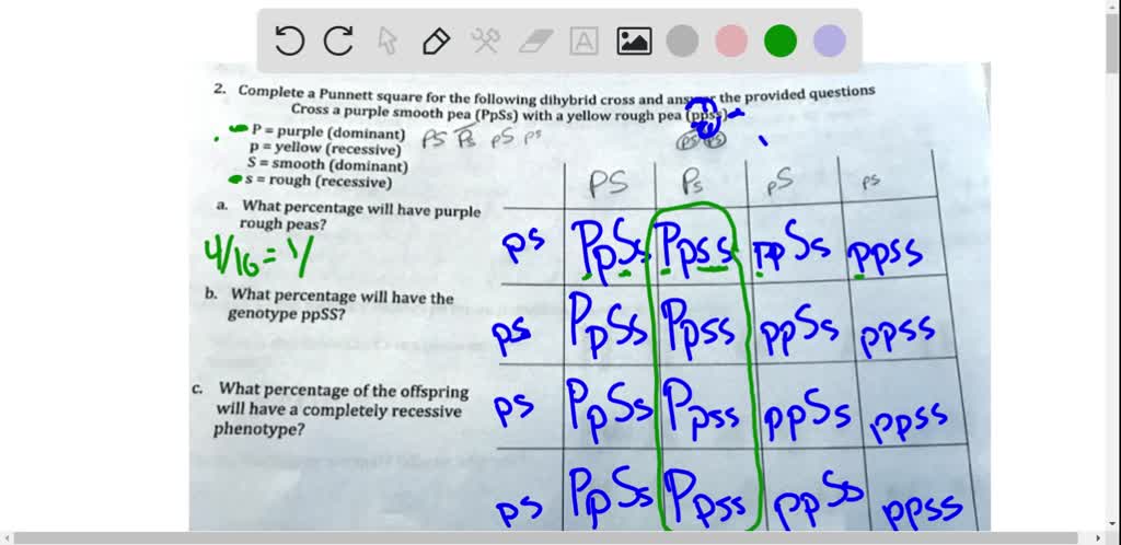 SOLVED: Complete Punnett square for the following dihybrid cross and ...
