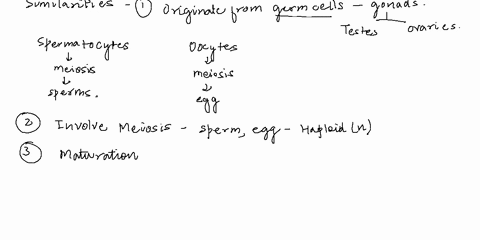 compare-sperm-formation-with-egg-formation-in-what-ways-are-the-processes-similar-in-what-ways-are-3-84681