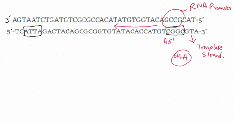 Stranded And Coding Strand A double-stranded DNA molecule with the sequence shown below contains a ...