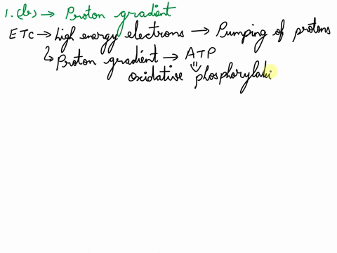 1-in-the-electron-transport-chain-the-energy-from-high-energy-electrons-is-transformed-into-_____-before-being-used-to-generate-atp-ac-c-and-c-h-bonds-in-carbohydrates-ba-proton-gradient-co2-46332