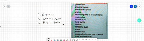 question-12-25-pts-trace-the-path-of-urine-formation-from-the-formation-of-the-filtrate-at-the-glomerulus-to-exiting-the-body-at-the-urethra-chodso-alomerulu-proxlmal-tubulo-bowman-copsule-u-60092