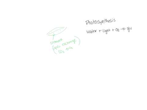 in-wetter-climates-plants-usually-have-more-stomata-and-grow-faster-suggest-why-21636