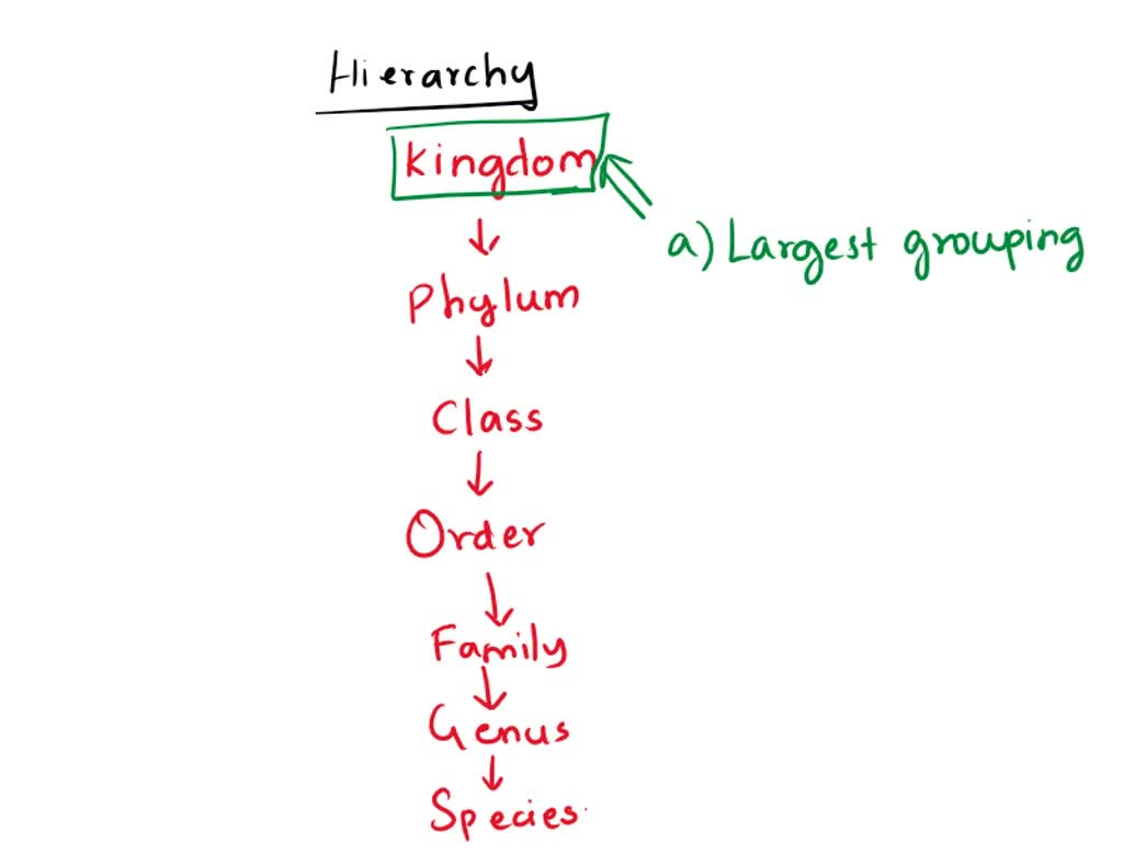 SOLVED: 2.1. According To The Hierarchy Of Classification, Which ...