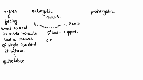 messenger-rna-molecules-are-very-difficult-to-isolate-in-bacteria-because-they-are-rather-quickly-de-41945