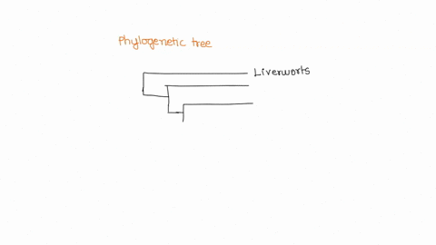 draw-a-phylogenetic-tree-that-represents-our-current-understanding-of-evolutionary-relationships-bet-20282