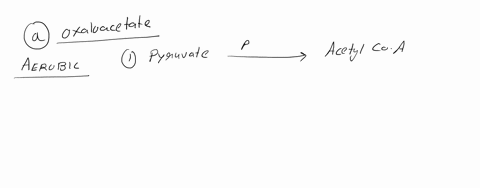 q-which-of-the-following-molecules-is-pyruvate-is-directly-converted-to-under-aerobic-conditions-a-oxaloacetate-blactate-c-cytosolic-malate-d-ethanol-e-pep-43147