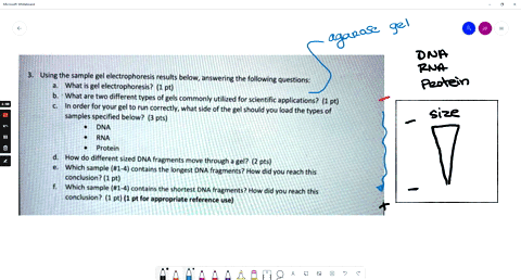 using-the-sample-gel-electrophoresis-results-below-answering-the-following-questions-what-is-gel-electrophoresis-1-pt-what-are-two-different-types-of-gels-commonly-utilized-for-scientific-ap-70367