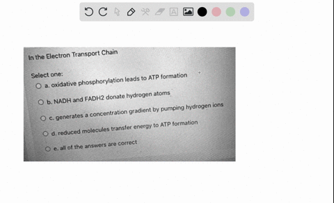in-the-electron-transport-chain-select-one-leads-to-atp-formation-oxidative-phosphorylation-fadh2-donate-hydrogen-atoms-b-nadh-and-gradient-by-pumping-hydrogen-ions-generates-concentration-t-37178