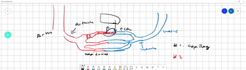 as-you-passed-through-the-left-leg-you-traveled-through-an-extremely-narrow-passageway-called-select-answer-having-to-form-single-file-line-with-other-red-blood-cells_-an-arteriole-capillary-41949