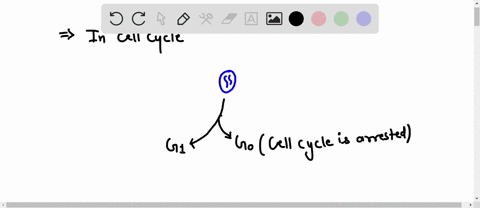 if-a-healthy-cell-is-not-ready-to-divide-it-will-immediately-die-the-dna-will-be-replicated-anyway-it-will-enter-the-g0-stage-of-the-cell-cycle-it-will-proceed-immediately-to-cytokinesis-98639
