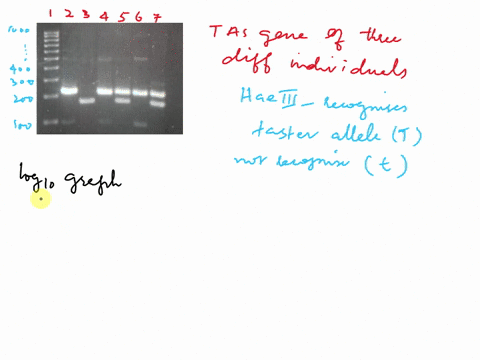 below-is-a-diagram-of-an-agarose-gel-following-electrophoresis-the-wells-are-oriented-at-the-bottom-and-on-the-left-side-of-the-gel-is-dna-ladder-the-other-six-lanes-contain-the-pcr-products-37758