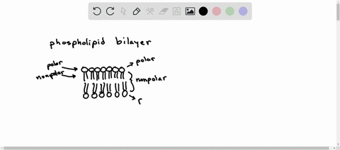 semipermeable-cell-membranes-are-made-of-phospholipids-that-form-a-bilayer-what-major-benefit-does-this-arrangement-of-the-membrane-provide-to-the-cell-a-the-cell-is-able-to-easily-change-sh-61217