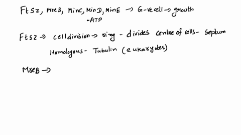 what-is-the-function-of-ftsz-mreb-mine-minc-and-mind-atp-proteins-in-a-gram-negative-cell-during-the-growth-cycle-include-information-on-interactions-and-cellular-localization-89713