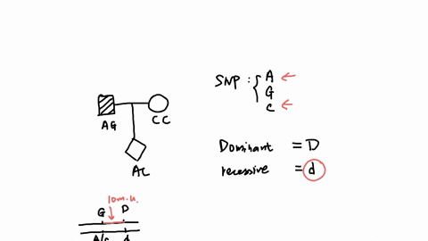 the-mini-pedigree-below-illustrates-a-pair-of-expectant-parentsone-of-them-is-heterozygous-for-a-dominant-allele-causing-a-fully-penetrantautosomal-trait-filled-squarethe-other-is-unaffected-81474