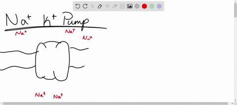 explain-the-electrochemical-gradients-of-na-and-k-then-discuss-the-resting-membrane-potential-19006
