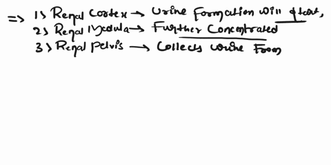 trace-urine-formation-and-excretion-through-these-structures-placing-them-in-order-and-stating-the-function-of-each-urethra-ureters-renal-medulla-renal-pelvis-urethral-orifice-urethral-meatu-73743