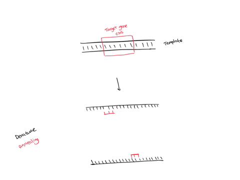 briefly-outline-the-polymerase-chain-reaction-pcr-method-for-amplifying-a-given-stretch-of-dna-90065