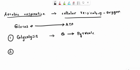 aerobic-respiration-can-leads-to-buildup-of-lactic-acid-in-the-muscle-true-false-93047
