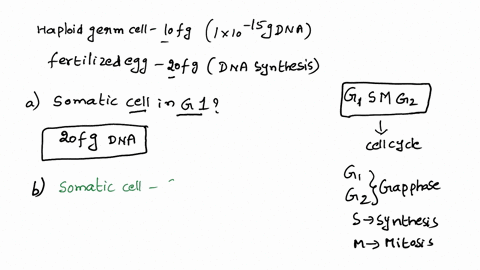 the-haploid-germ-cells-of-a-sexually-reproducing-organism-are-found-to-contain-10-fg-femtograms1-x-10-15g-of-dna-each-fertilized-eggs-contain-20-fg-before-dna-synthesis-occurs-how-much-dna-w-18184