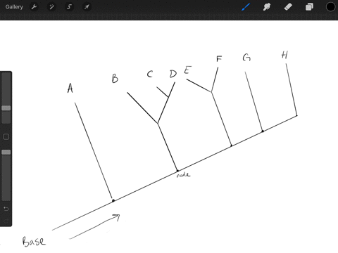 where-in-a-phylogenetic-tree-would-you-expect-to-find-the-organism-that-had-evolved-most-recently-a-at-the-base-b-at-the-nodes-c-at-the-branch-tips-d-within-the-branches