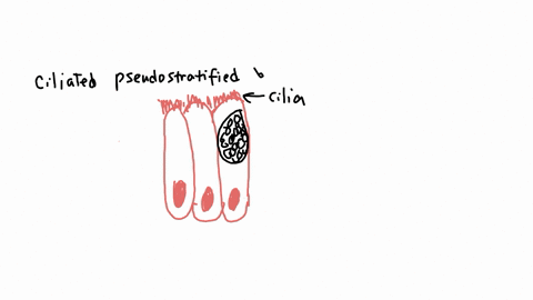 1a-from-the-epithelial-diagram-below-a-name-the-type-of-epithelial-cells-b-name-the-organelle-c-name-the-cell-type-20-marks