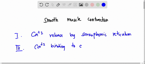 put-the-following-in-the-correct-order-for-smooth-muscle-contraction-all-steps-may-not-be-needed-i-ca2-release-by-sarcoplasmic-reticulum-ii-myosin-phosphorylation-iii-ca2-binding-to-mlkc-iv-43458