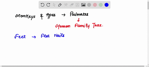 select-all-of-the-following-which-are-examples-of-primates-and-the-traits-common-to-this-order-flat-nails-most-monkeys-apes-reduced-reproductive-rate-binocular-vision-arboreal-life-most-larg-41562