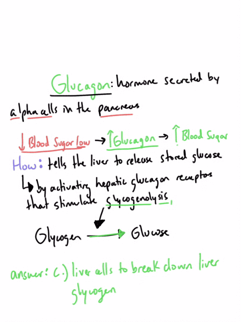 glucagon-increases-blood-glucose-levels-by-stimulating-what-oa-muscle-cells-to-make-glycogen-ob-muscle-cells-to-break-down-muscle-glycogen-oc-liver-cells-to-break-down-liver-glycogen-od-both-87586