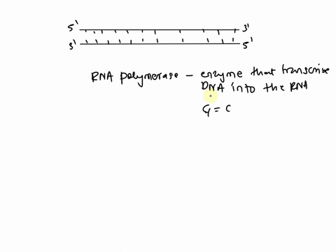 rna-polymerase-binds-to-regions-of-dna-called-______-which-are-start-signals-for-transcription-93131