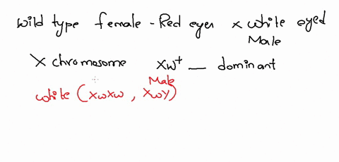 you-cross-wild-type-female-red-eyes-with-a-white-eyed-male-recall-that-the-gene-that-controls-eye-color-is-located-on-the-x-chromosome-and-red-xwt_-is-dominant-to-white-xwxw-xwy-you-observe-28125