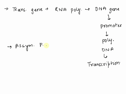 what-determines-which-strand-the-rna-polymerase-binds-to-and-orients-to-begin-transcription-a-the-asymmetric-promoter-sequence-b-the-transcription-factors-that-recognize-and-bind-the-promote-28154