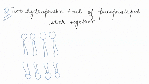 question-5-025pt-when-the-hydrophobic-tails-of-two-phospholipids-stick-together-it-is-called-_-membrane-protein-fluid-mosaic-model-bilayer-cytoplasm-76219