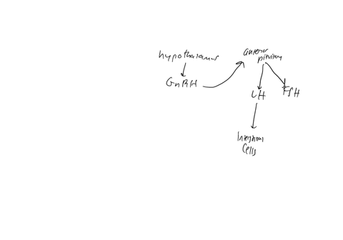 which-structurescells-produce-the-male-sex-hormones-hypothalamus-anterior-lobe-of-the-pituitary-gland-interstitial-cells-or-cells-of-leydig-sustentacular-cells-or-sertoli-cells