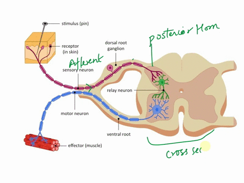 Reflex Grid Name 2 parts of reflex arc which are not the parts of...