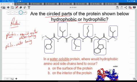 are-the-circled-parts-of-the-protein-shown-below-hydrophobic-or-hydrophilic-in-a-water-soluble-protein-where-would-hydrophobic-amino-acid-side-chains-tend-to-occur-on-the-surface-of-the-prot-97543
