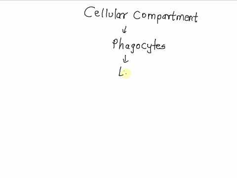 this-cellular-compartment-conlains-digestive-enzymes-and-fuses-wilh-phagosomes-in-order-to-destroy-ingested-infectious-agents-12038