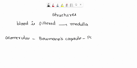 place-the-following-structures-in-order-from-the-location-where-blood-is-filtered-until-the-filtrate-has-become-urine-and-is-exiting-the-medulla-collecting-duct-minor-calyx-descending-limb-o-92807