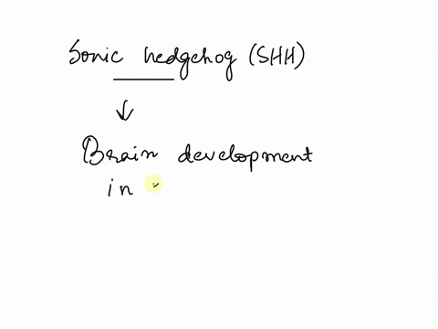 2-if-sonic-hedgehog-were-normal-but-one-of-the-other-proteins-in-the-shh-signal-transduction-cascade-were-rendered-non-functional-due-to-a-mutation-what-effect-would-you-expect-to-see-in-the-12751