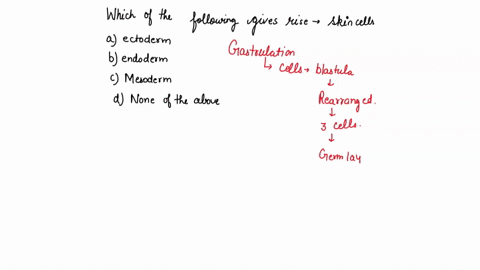 which-of-the-following-gives-rise-to-the-skin-cells-a-ectoderm-b-endoderm-c-mesoderm-d-none-of-the-a-96772