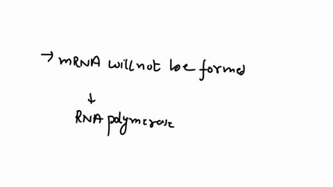 if-rna-polymerase-malfunctions-one-of-the-subunits-of-rrna-will-not-be-transcribed-from-dna-amino-acids-will-not-be-joined-to-their-trna-mrna-cannot-bind-to-rrna-an-mrna-will-not-be-formed-w-63441