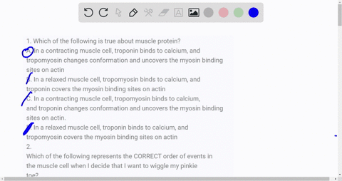 1-which-of-the-following-is-true-about-muscle-protein-a-in-a-contracting-muscle-cell-troponin-binds-to-calcium-and-tropomyosin-changes-conformation-and-uncovers-the-myosin-binding-sites-on-a-44504